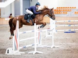 9 letni doświadczony wałach
