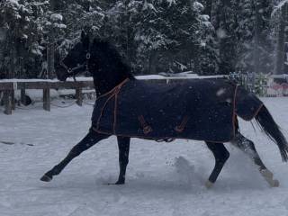 Młody piękny kary wałach wielkopolski/zamiana przyczepa /auto