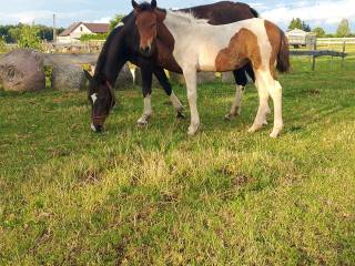 Piękna klaczka huculska