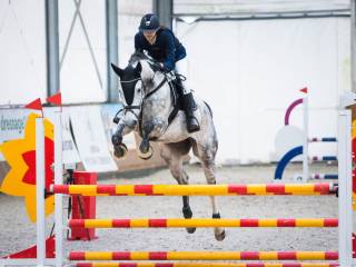 Idealny koń profesor wałach