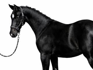 Ogierek do dużego sportu. Ojciec:CALIDOR x CALIDO I x CARETINO . Matka:CASSINI KAMA x AVIANO