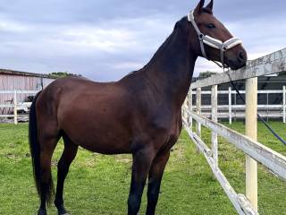 Wałach do rekreacji