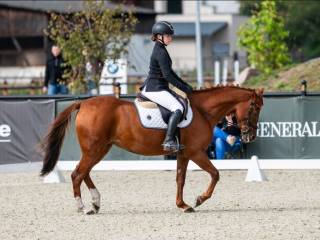 Dzierżawa urocza doświadczona klacz profesor kucyk grupy D
