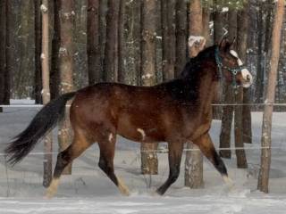Cztery skarpety - Bellissimo M / Lord