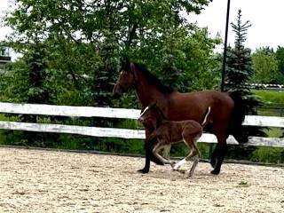 klacz do hodowli na sprzedaż
