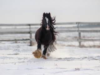 Stanówka ogierem Irish Cob / Tinker