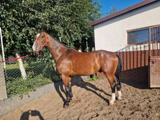 Pilnie 8 letni wysoki wałach