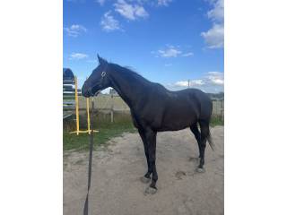 Sprzedam konia rasy wielkopolskiej – walach, 20 lat