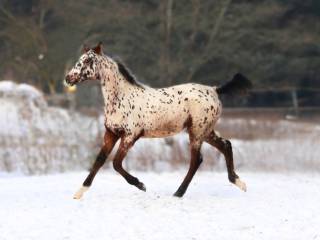 Piękna klacz zangersheide