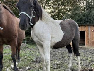 Srokaty ogier huculski