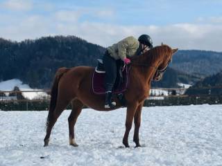 Klacz do towarzystwa