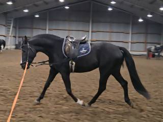 Młody skokowy wałach,  aktualny idealny TUV, ZDROWY