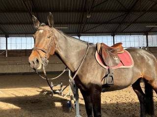 Niesamowita klacz z rocznika 2018 sprzedaż/zamiana