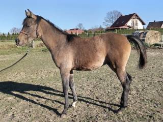 Roczny ogierek Wernithor