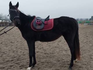 Klacz po Blitz Al Z (Balou Star×Chin Chin's Lady N)