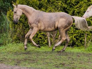 2,5 letni wałach American Paint Horse APH