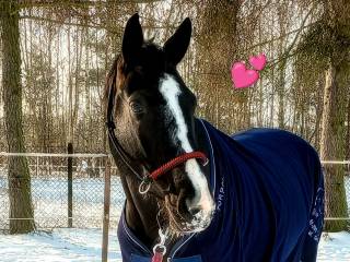 Klacz po ogierze Marc Cain