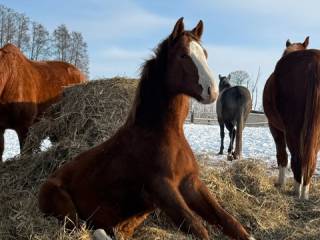 sprzedam 8 miesięcznego ogierka z bardzo dobrym pochodzeniem
