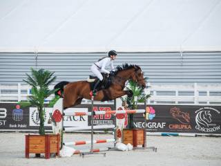 DAIQUIRI - koń profesor do wygrywania