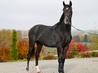 Ogier ujeżdżeniowy ur.2023 po Bellido / Sarkozy /Royal Dance, wzrost 173 cm