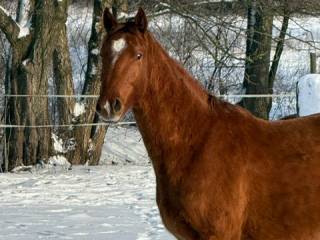 sprzedam wałacha 2,5 lat do skoków , szlachetna półkrew