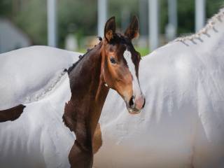 ✨Wyjątkowy srokaty ogier/Laurento/Calido I/Le Voltaire