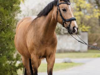 Wszechstronny kuc grupy D (ujeżdżenie, skoki)
