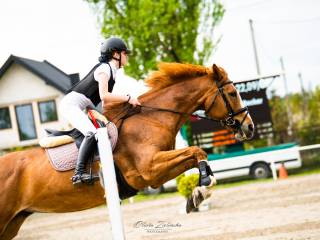 Odważna klacz do skoków