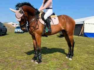 Przyszłościowa klacz do sportu