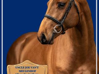 UNCLE JOE VAN’T MEULENHOF Ogier hodowlany – sezon 2026