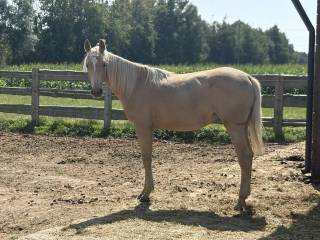 Sprzedam klacz po Kiss Of Gold