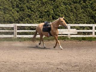 Sprzedam klacz izabelowatą, dobry ujeżdzeniowy rodowód.