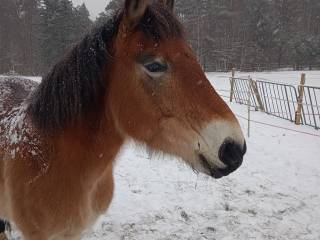 Urodziwy, mocny wałach - sprzedam lub zamienię z dopłatą ze strony kupującego
