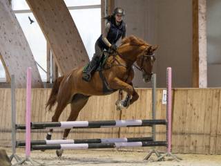 Super wałach do współdzierżawy