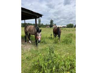 Wolne boksy  – stajnia DJ Equigrey