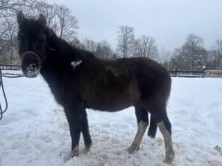 Hucuł wałach wysoki surowy mocnej budowy