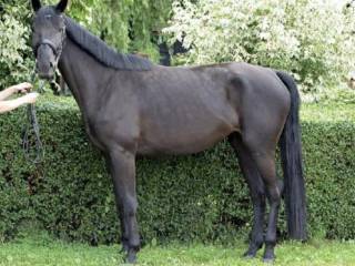 Na Sprzedaż piękna kara Klacz