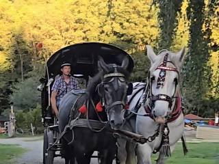 Wałach siwy 4 lata zaprzęg  / siodło