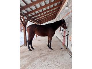 Sprzedam 4 letnią klacz z super charakterem