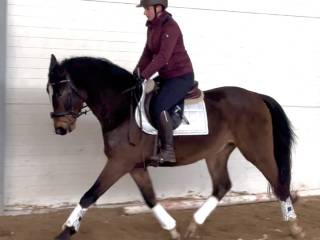 4 letni wałach do sportu po jacquart du seigneur