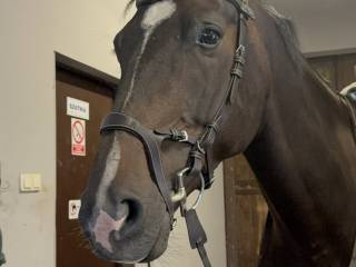 Ogłowie Ps of Sweden “Nirak” Full