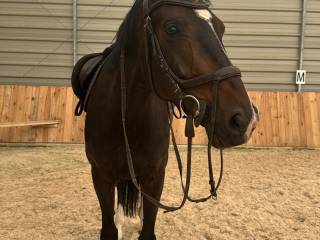 oglowie Schockemöhle “Alpha” Full