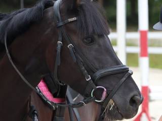 Doświadczony kuc skoki rekreacja hipoterapia