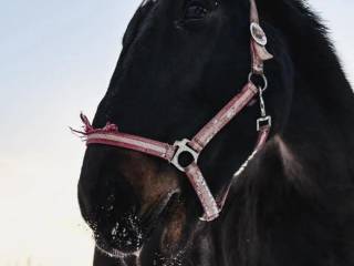 Klacz Śląska Księga Główna