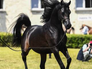 Stanówka ogierem arabskim po Haash OSB