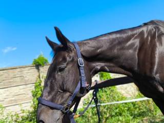 Klacz małopolska do dobrego domu