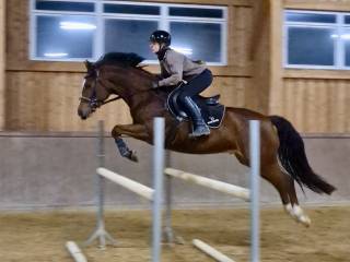 Wyjątkowy koń profesor dla dziecka - wałach 8 lat