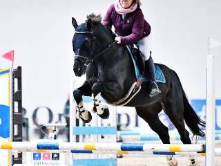 Konie sportowe do dzierzawy