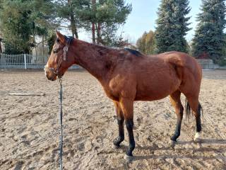 Ogier 3 lata po Jucatan