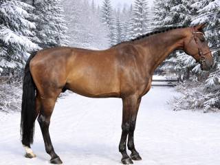 CHARLIE koń profesor